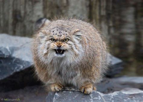 Hang found cat posters near area. Cutest Animals in 2020 (With images) | Pallas's cat, Manul ...