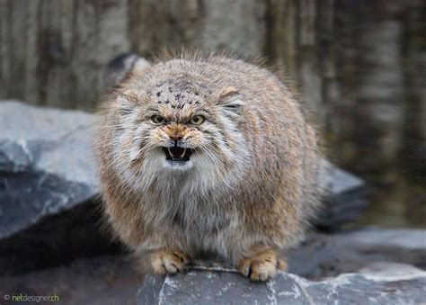 Pallas ' cat is the cat of the steppe, which are predominantly found in areas of central asia, tibet, western china, afghanistan, mongolia. Cutest Animals in 2020 (With images) | Pallas's cat, Manul ...