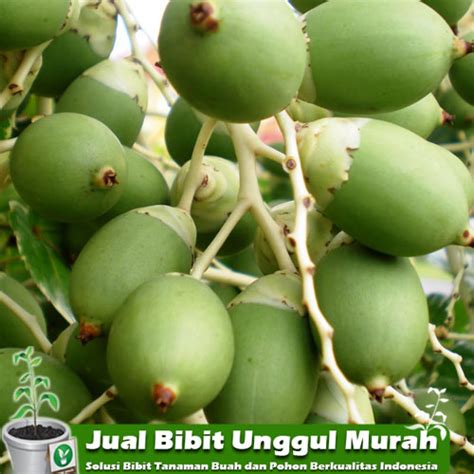 Kami juga menjual bibit siap tanam dan pohon yang sudah berbuah seperti : jual-bibit-tanaman-pinang-unggul-murah | Agro Bibit ID