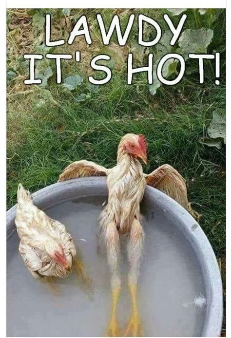 A cowboy is a man with guts and a horse. lawdy its hot - Google Search | Chicken humor, Chickens backyard, Chicken pictures