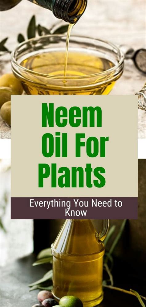 Try drive up, pick up, or same day delivery. Neem Oil For Plants - Everything You Need to Know | Neem ...