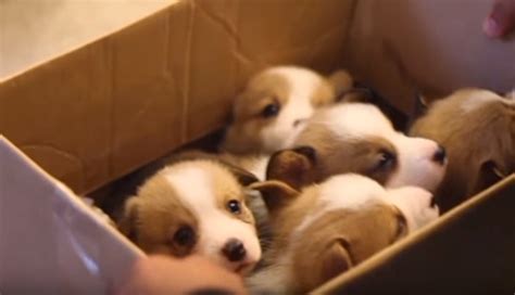 What would happen if you injected an empty syringe into a human body? This Is What Happens When You Bring Corgi Puppies To A ...