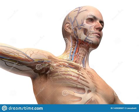 You will also find deltoid muscle. Human Chest Muscles Diagram / Bones of the Chest and Upper ...