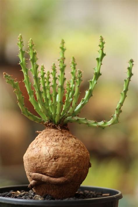 Dioscorea elephantipes, the elephant's foot or hottentot bread, is a species of flowering plant in the genus dioscorea of the family dioscoreaceae, native to the dry interior of south africa. 15 Strange And Beautiful Houseplants You Need To Know ...