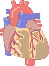It consists of the heart, blood, blood vessels,arteries and veins. An Online Examination of Human Anatomy and Physiology ...