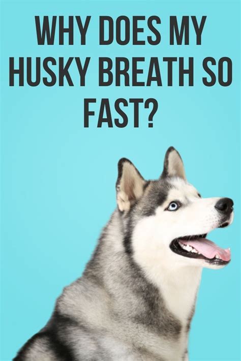 You may even see him start breathing rapidly when he's just sitting there, idling, without any prior exercise. Pin on The Huskies - The Fur and Husky Meme