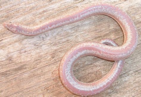 The skin of the rosy boa includes vertical stripes that run parallel with the earth's surface, alternating gray and reddish brown colors. 12 Best Rosy Boa images | Rosy boa, Boa, Snake