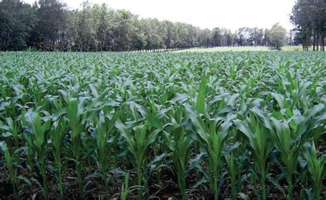 The Agricultural Finance Corporation in Kenya Loans