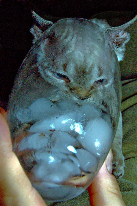 Most of the time owners do not notice as the old teeth are swallowed when they fall out, and just like humans the gums are unlikely to bleed. My Devon Rex Kittens | My Devon Rex Kittens