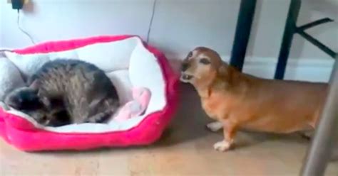 This is puppy steals bed from cat! by aztech films on vimeo, the home for high quality videos and the people who love them. Cat Steals This Dog's Bed, Poor Dog's Reaction Has Us Rolling With Laughter