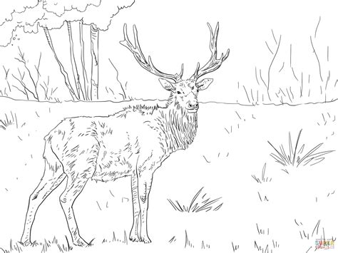 The coloring pages will help your child to focus on details while being relaxed and comfortable. Caribou Coloring Pages at GetColorings.com | Free ...