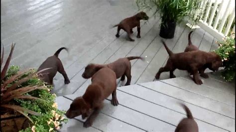 The labrador retriever has its paws firmly planted in americans' hearts. Chocolate Lab Puppies For Sale - YouTube