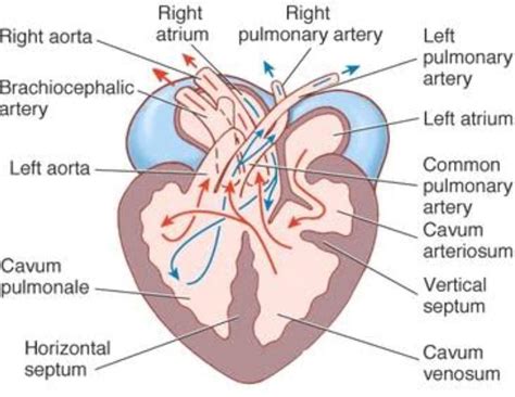 The large sinus venosus receives blood. diagram of heart of reptiles - Brainly.in