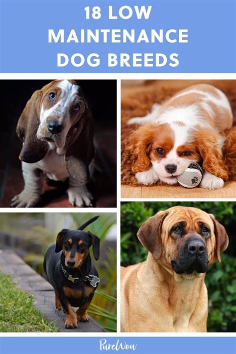 These guys are usually solitary. The Best Low-Maintenance Dogs for People with Super-Hectic ...