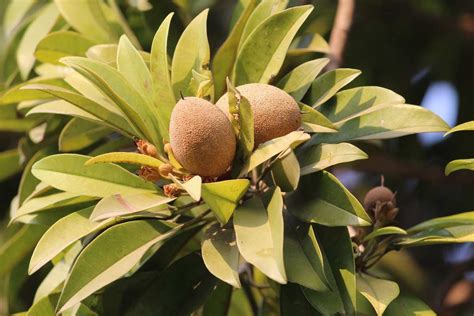 White sapotes are resistant to both phytophthora and armillaria. Sapota Pests, Diseases (Chiku/Sapodilla), Control Methods ...