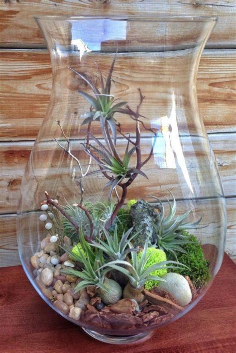 Large Easy Care Low Maintenance Air Plant Terrarium A ...