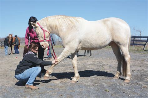 Medical students are on the path to becoming a doctor of osteopathic medicine. World Class Equine Osteopath Gives Conference for Local ...