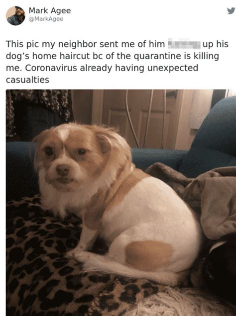 How to cut your own hair at home during quarantine | quarantine haircut. Quarantine Dog Haircut Fails Testing That "Man's Best ...