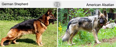 Check spelling or type a new query. 7 Dog Breeds Developed From the German Shepherd's ...
