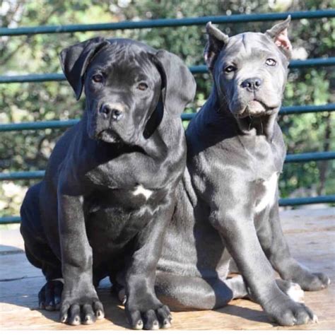 San diego humane society has a variety of adoptable pets available including cats, dogs and small animals like rats, rabbits, hamsters, birds, reptiles and more. for sale dog canecorso in San jose and buy puppies of cane ...