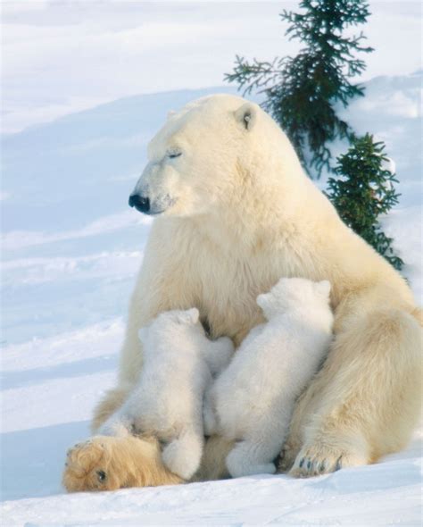 Voici les solutions de niveau photo ours polaire 94%. La revue de presse d'A tire d'Ailes (29) | Animaux les ...