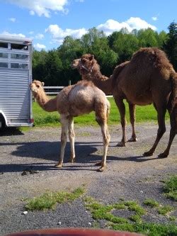 Buy apple products cheaper while traveling if you're like me, chances are you want to. Baby dromedary camel for Sale