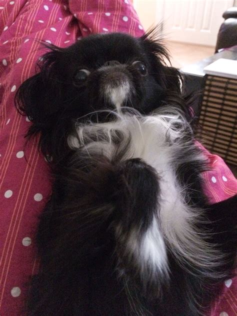 These cute and friendly pets will brighten up the leisure of the. Christmas Japanese Chin massage | Japanese chin dog ...