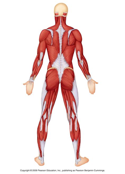 Forearm muscles anatomy, posterior arm muscles, muscles of the arm and forearm, forearm 3d medical illustration and rendering on arm anterior muscles for our client in australia. ImageQuiz: Posterior Superficial Muscles