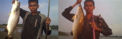 Mancing ikan kakap putih atau barramundi besar di sungai dengan menggunakan umpan udang hidup. TRIP MANCING SSK FISHING BANDA ACEH ~ MERAHMATA FISHING