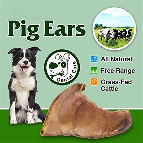 But are pig ears safe for dogs? Are Pig Ears Bad for Dogs? Can Puppies Have Them? How to ...