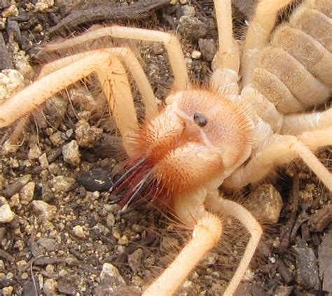 These arachnids live on every continent except antarctica and australia, and all 1,150 species have eight legs and two body sections like spiders, scorpions, pseudoscorpions, ticks and mites, but they're different enough to belong to. Bug Eric: Desert Demon, the Solifuge