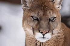 cougar puma cougars augen htown shasta