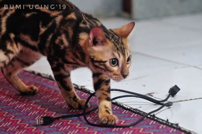 Available kucing bengal mix marble. KUCING BENGAL INDONESIA: 15 HAL YANG TIDAK ANDA KETAHUI ...