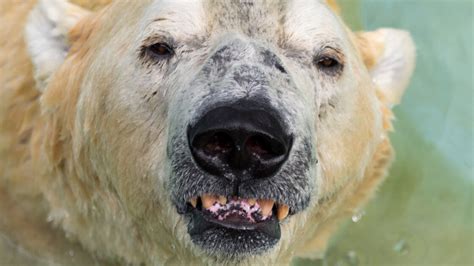Le recul de la banquise obligé ces les ours polaires à s'attaquer à d'autres proies. Ours Polaire Sur Une Plage Photo Montage - Pewter