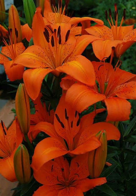 Check spelling or type a new query. Day Lilies Poisonous | Flowersandflowerthings | Day lilies ...