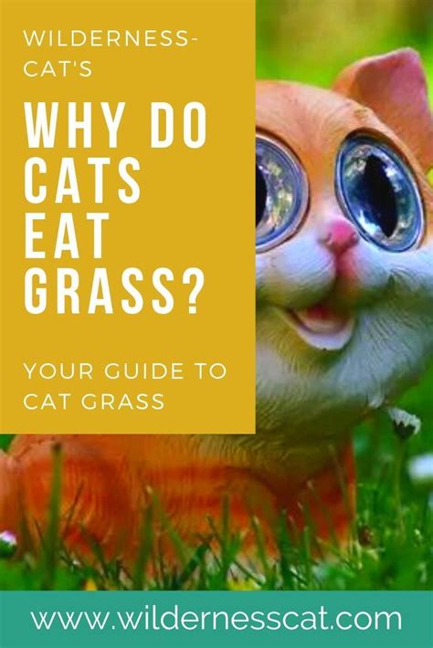 Curious why your cat is eating grass? Why Do Cats Eat Grass? What You Need to Know in 2020 (With images) | Cat grass, Cat nutrition ...