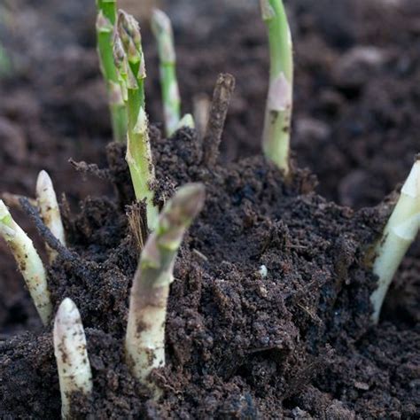 It is a perennial, which means start planning for winter the previous spring. How to Grow Asparagus - Tips for Planting Asparagus