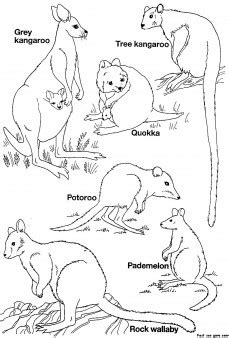 Search through 623,989 free printable colorings at getcolorings. Printable Australian Animals coloring pages - Free Kids ...