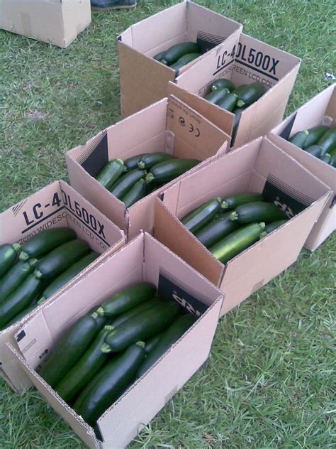 Elok subur walaupun kali pertama menanamnya, paling menarik timun jepun ini ditanam di balkoni rumahnya saja. YZ AGRO FARM: Projek Kedua-tanaman Zucchini (timun jepun)