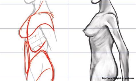 Thank you, guys, for making these video lessons available. femaletorsodrawing4.jpg (500×300) | Female torso, Body ...