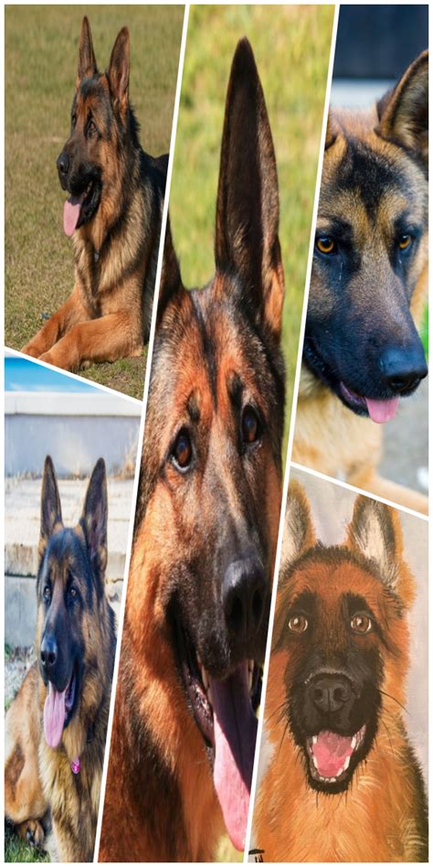 Founded in 1884, the maltipoopuppiesforsale.company.com is the recognized and trusted expert in breed, health and training information for dogs. German Shepherd Rescue Puppies For Sale Near Me