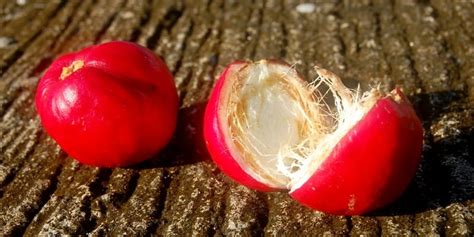 Dengan begitu, tanaman ini pun bisa meningkatkan sistem imunitas atau kekebalan tubuh, sehingga tubuh bisa menyembuhkan diri dari. Buah Mahkota Dewa untuk Menyembuhkan Berbagai Penyakit ...