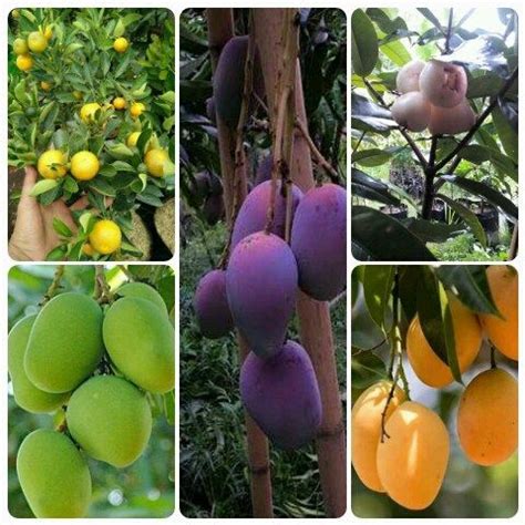 Kami juga menjual bibit siap tanam dan pohon yang sudah berbuah seperti : Bagaimana Cara Kita Memilih Bibit Tanaman Buah Yang ...