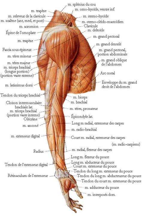 Selected major muscle names pronounced and translated. Upper Torso Muscle Anatomy - Muscles of the Neck and Torso ...