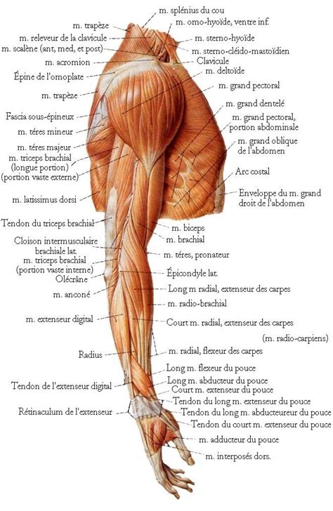 Pectoral muscles lie in the chest and exert force through the shoulder to move the upper arm. Upper Torso Muscle Anatomy - Muscles of the Neck and Torso ...