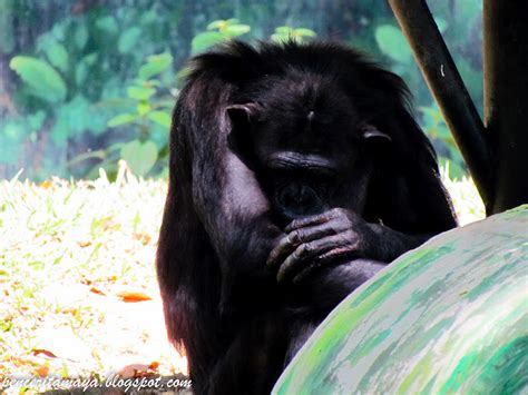 It is the first zoo in the nation to achieve iso 9001:2000 certification. Ini cerita saya ...: Jom ke Zoo Negara