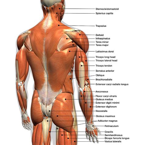 This is an introduction to the back. Labeled Anatomy Chart Of Male Back Photograph by Hank Grebe