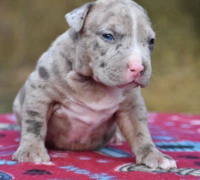These traits along with their intelligence make them perfect for such things as agility, obedience, conformation and tracking. Available American Pitbull Terrier | Premium Pitbull