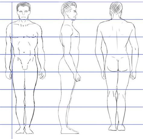 Although some prints are of limited availability, i am always adding fun new prints and colors to select from. The Male Human Body Proportions ? How To Get Them Right ...