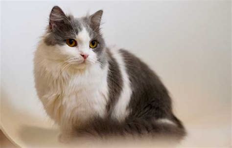 Persian Munchkin Cat Mix - Things You Should Know About ...